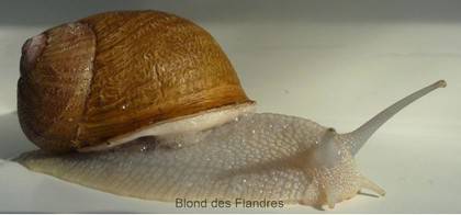 escargot Blond des Flandres 2010