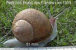 escargot blond des flandres 1999